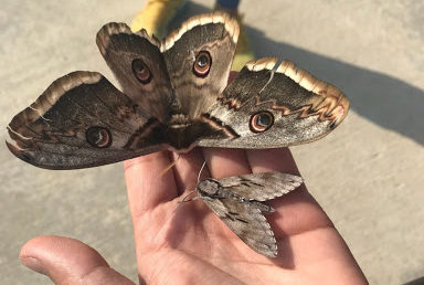 Dev kelebek zuhur etti