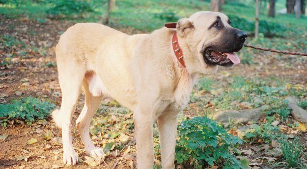 İngiliz mastiflerinin atası olduğu iddia edilen yerli köpeğimiz Aksaray Malaklısı