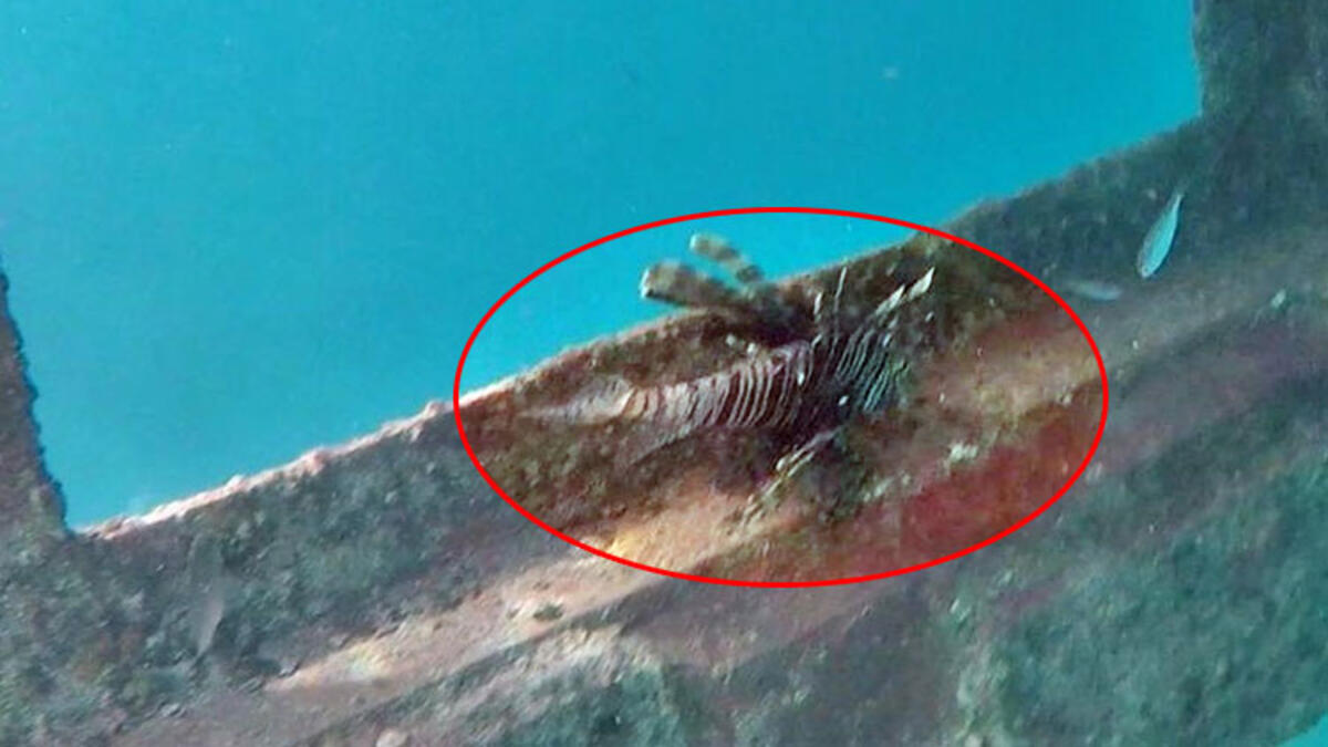 Kuşadası’nda zehirli aslan balığı korkusu