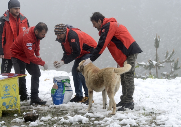 Gönüllü ekip sokak hayvanlarına mama ve su dağıttı