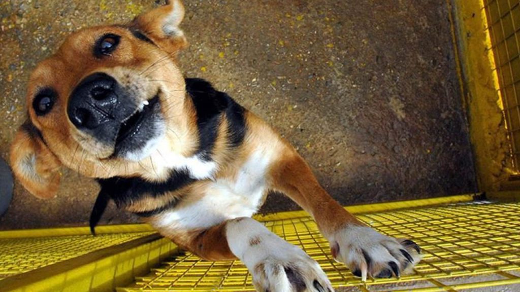 Bunlar adam olmaz! Çin’de ”Köpek Eti Festivali” başladı…