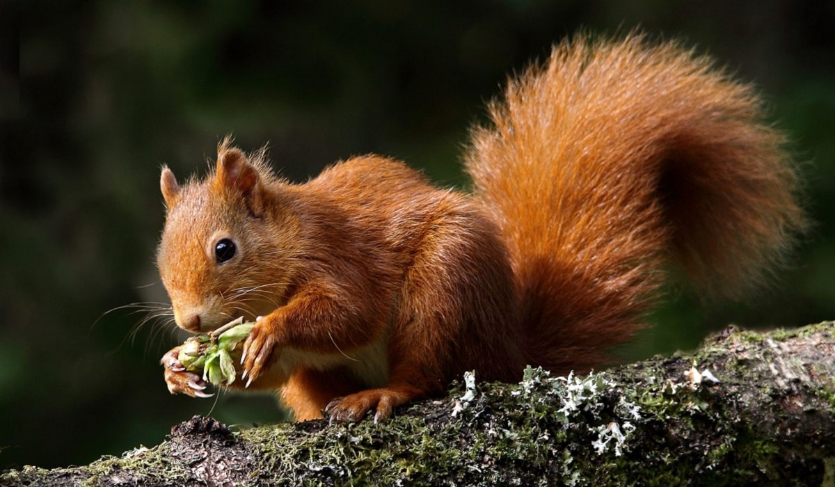 Çin ve Moğolistan’da yeni salgın tehlikesi: Hıyarcıklı veba! Sincap etiyle bulaştı